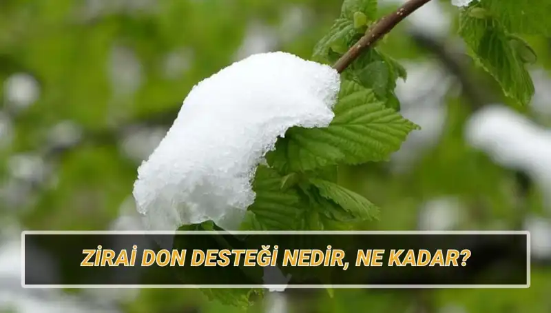 Zirai Don Desteği Açıklandı: Hangi İllerde Tarım Üreticileri Yararlanacak?