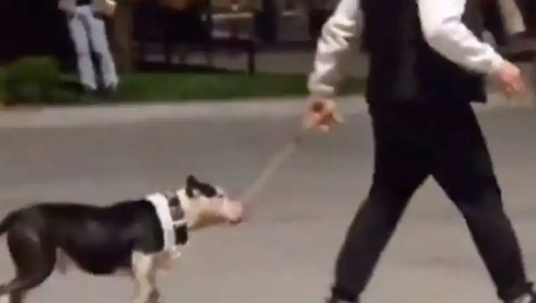 Ağızlıksız Pitbull, Başka Köpeklerin Üzerine Salındı: Sahibine Cezai İşlem