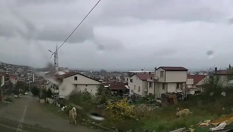 Sahipsiz Köpeklerin Saldırısı: 5 Yaşındaki Çocuk Hayati Tehlike Altında!